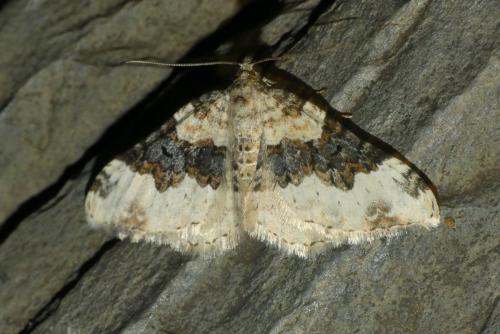 Réf. 295 570 : Epirrhoe galiata